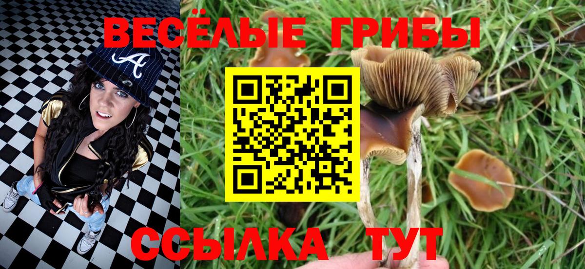 Галлюциногенные грибы Psilocybine cubensis Кузнецк